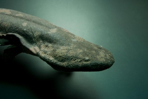 世界最大の両生類は 新種 のオオサンショウウオ ナショナルジオグラフィック日本版サイト