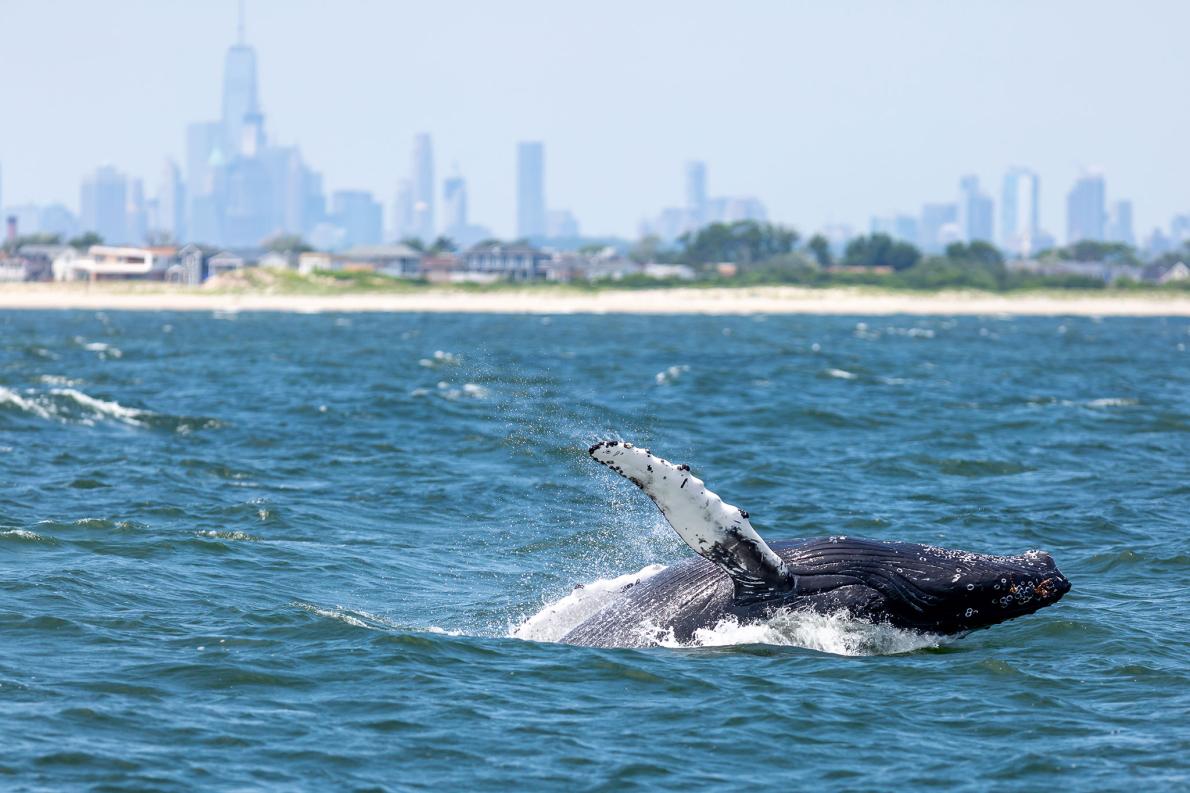 ニューヨークの海でクジラが急増 復活の理由は ナショナルジオグラフィック日本版サイト