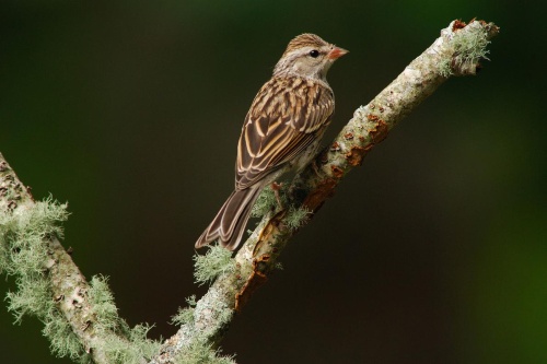 北米の鳥が激減 半世紀で約30億羽 3割が消えた ナショナルジオグラフィック日本版サイト 北米の鳥が激減 半世紀で約30億羽 3割が消えた ナショナルジオグラフィック日本版サイト