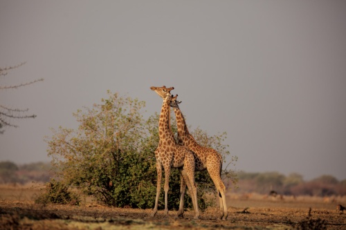 キリンが直面する 静かなる絶滅 ナショナルジオグラフィック日本版サイト