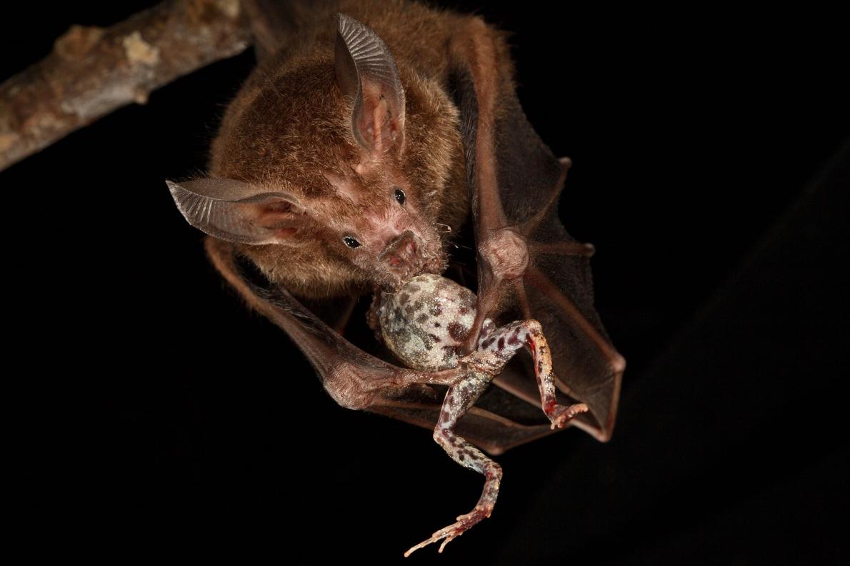 コウモリは暗闇でどうやって獲物を見つけるのか ナショナルジオグラフィック日本版サイト