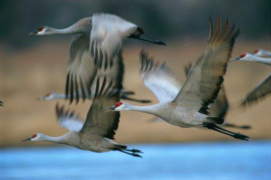 ツルの狩猟を100年ぶり解禁 米国アラバマ州 ナショナルジオグラフィック日本版サイト