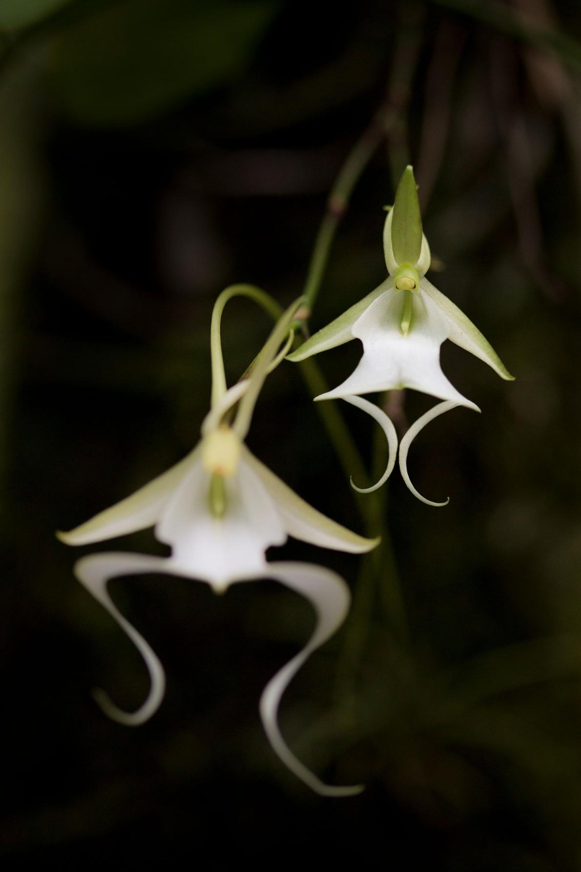 希少「幽霊ラン」に危機、世界を魅了する美しい花 | ナショナル ジオ