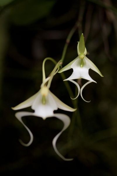 希少 幽霊ラン に危機 世界を魅了する美しい花 ナショナルジオグラフィック日本版サイト