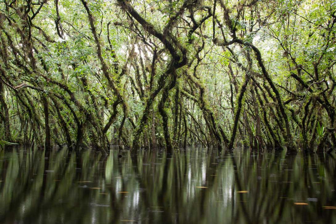 希少「幽霊ラン」に危機、世界を魅了する美しい花 | ナショナル ジオ