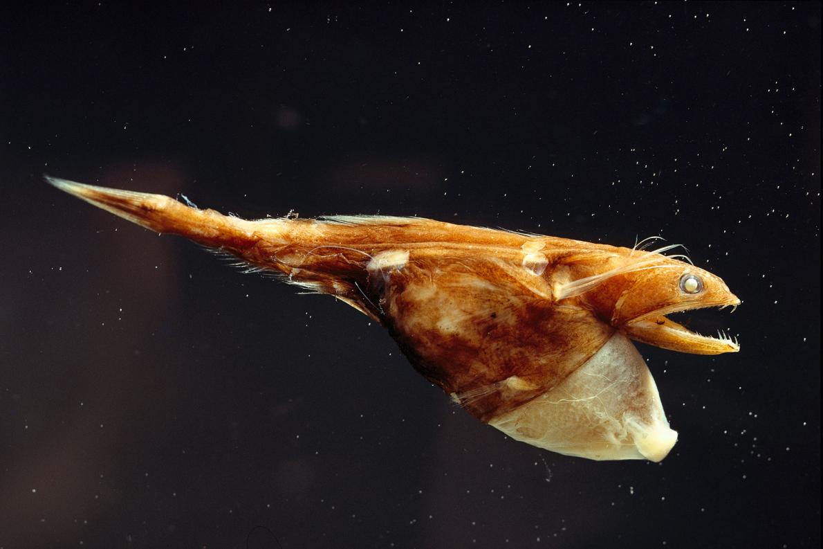 胃袋が伸びる深海魚 巨大な獲物をのみ込める ナショナルジオグラフィック日本版サイト