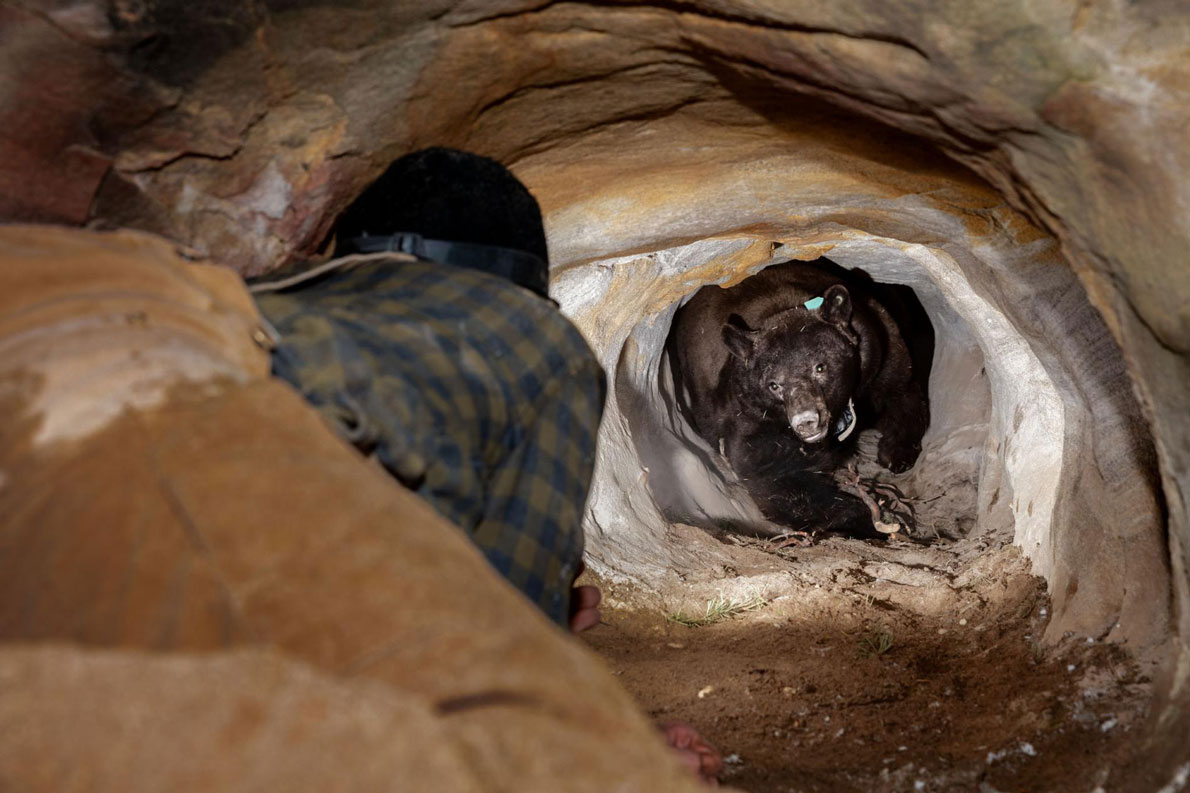 冬眠中のクマの巣穴に入ったら こっちに来た ナショナルジオグラフィック日本版サイト