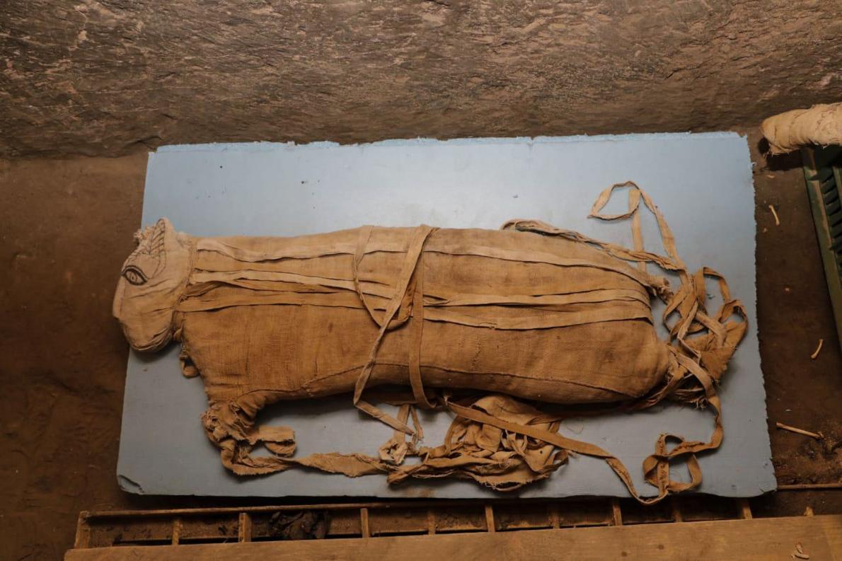 エジプトで発見 ライオンのミイラはなぜ珍しいか ナショナルジオグラフィック日本版サイト