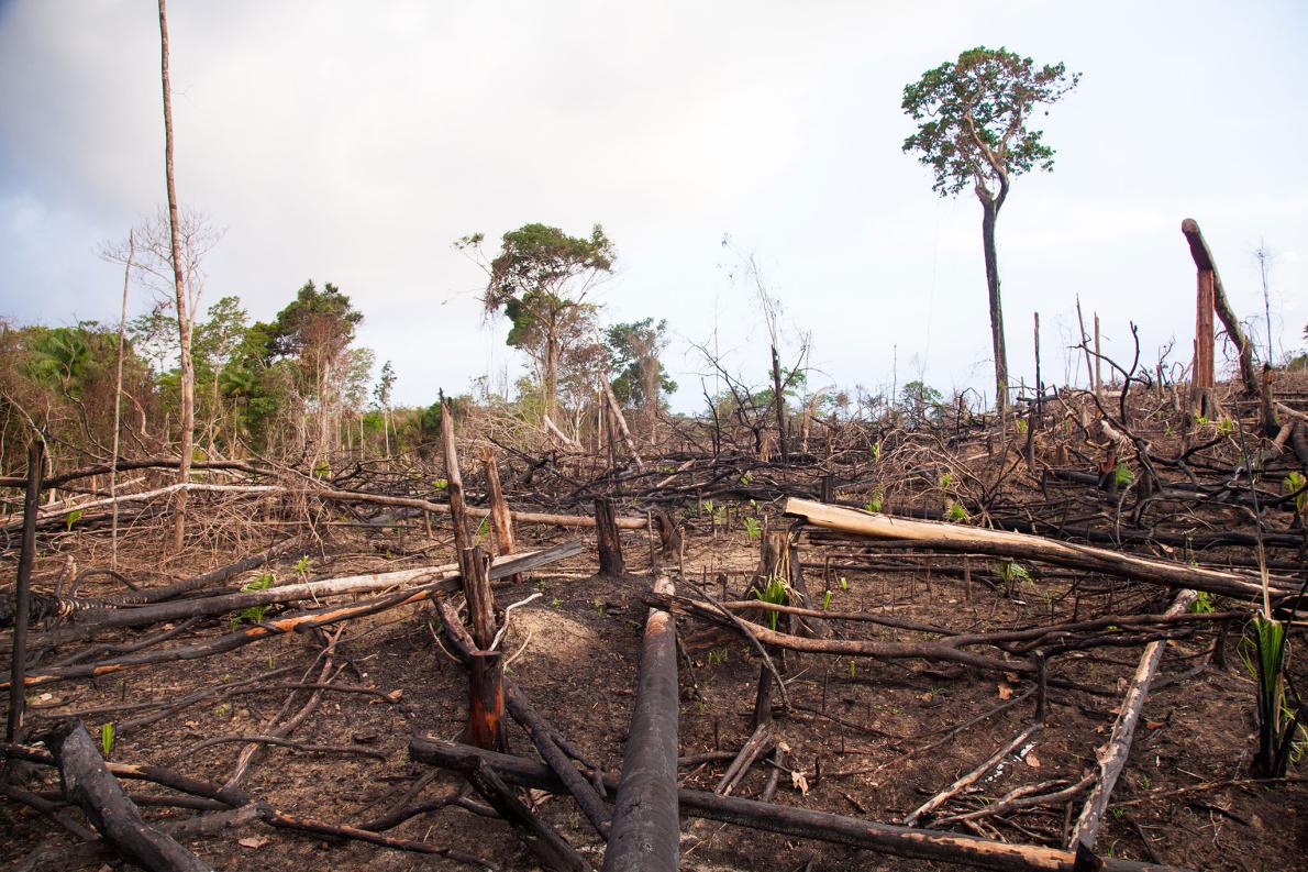 深刻な感染症 森林破壊のせいで増加 研究 ナショナルジオグラフィック日本版サイト