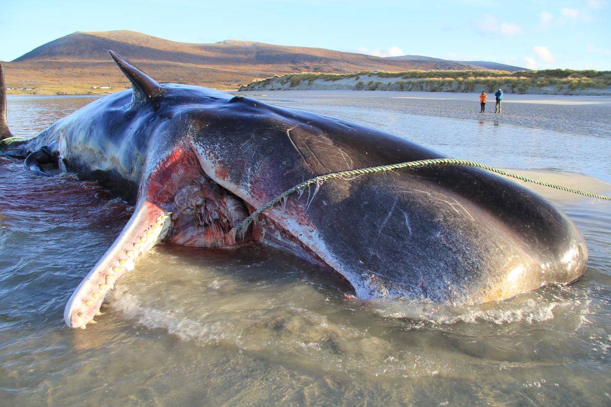 クジラの胃に100kgのごみ なぜプラごみ食べる ナショナルジオグラフィック日本版サイト