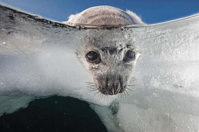 地球上で最もかわいい生き物に癒やされよう カナダ ナショナルジオグラフィック日本版サイト