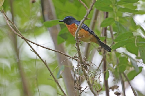 新種の鳥を一挙に5種発見 読み的中 インドネシア ナショナルジオグラフィック日本版サイト
