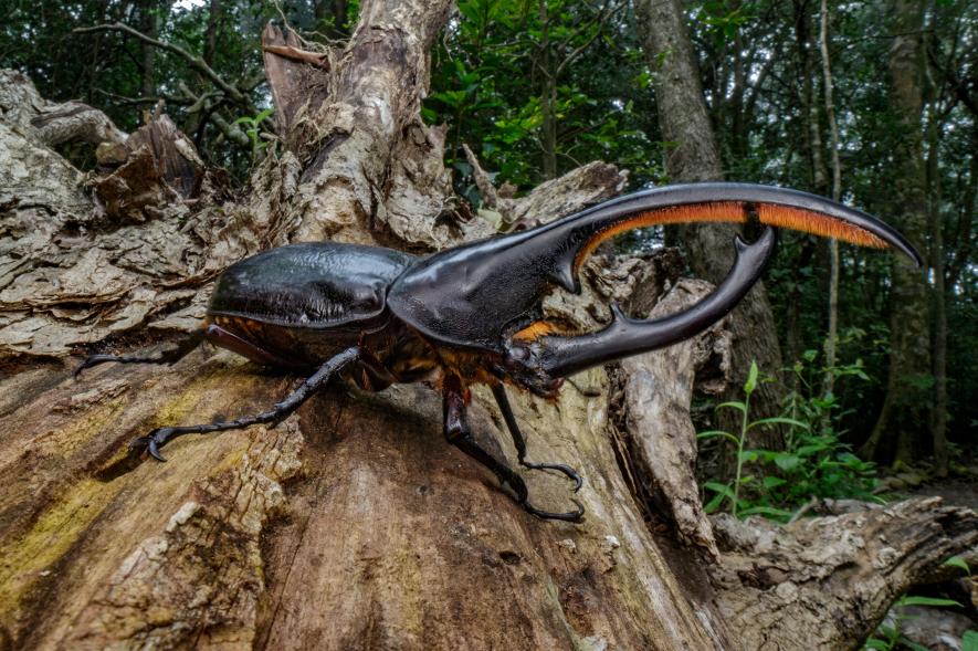 カブトムシの密猟が南米で横行 過大な日本の需要 ナショナルジオグラフィック日本版サイト