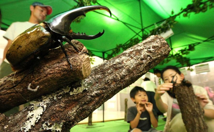 カブトムシの密猟が南米で横行 過大な日本の需要 ナショナルジオグラフィック日本版サイト