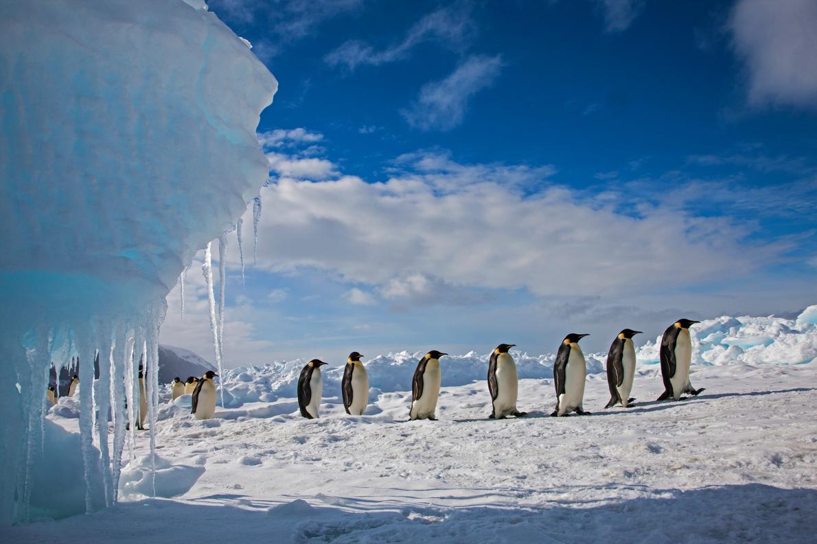 ペンギンは南極点にいない 極地の動物の意外な真相 ナショナルジオグラフィック日本版サイト