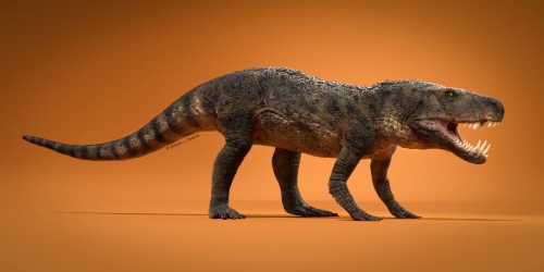 2 3億年前のワニに近い動物 偽鰐類 の新種を発見 レア ナショナルジオグラフィック日本版サイト