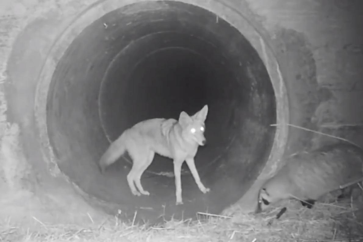 レア動画 まるで童話 アナグマとコヨーテの友情 ナショナルジオグラフィック日本版サイト