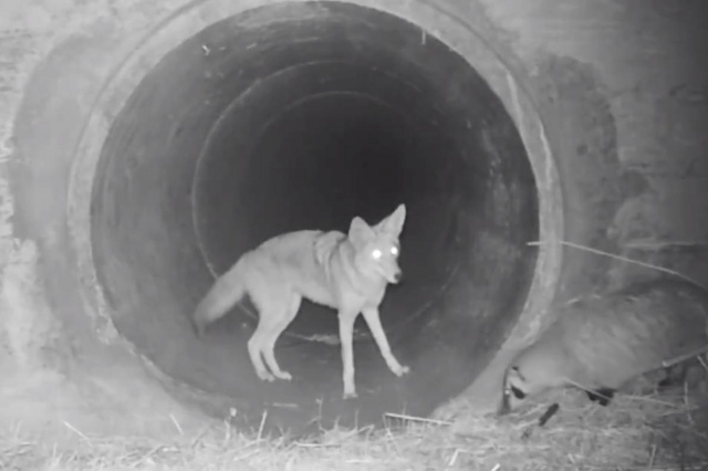 動物 ニュース ナショナルジオグラフィック日本版サイト 動物 ニュース ナショナルジオグラフィック日本版サイト