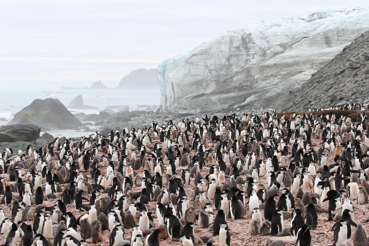 南極の島を50年ぶり調査 ペンギンが半減の可能性 ナショナルジオグラフィック日本版サイト