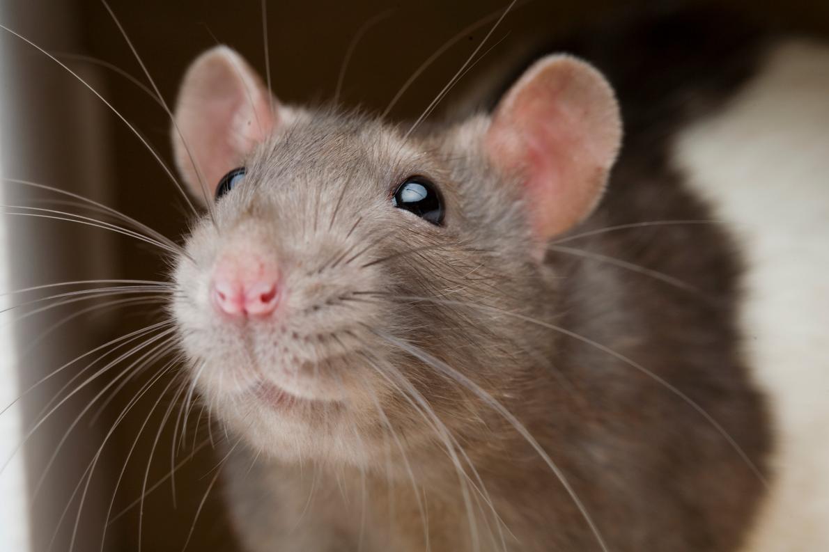 ネズミも仲間が傷つくのを避ける ヒトに似た個性も判明 ナショナルジオグラフィック日本版サイト