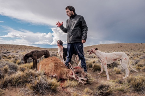 アルゼンチンのサンタクルス州で、近隣の町から来たダニエル・レベルがグアナコを仕留めた。飼い犬の餌にするという。無許可のグアナコ猟は違法だが同州では横行している。近くにある広大な国立公園は、野生動物が安心して暮らせる場所だ。(PHOTOGRAPH BY TOMÁS MUNITA)