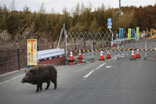 福島の立入禁止区域で増える動物 放射線の影響は ナショナルジオグラフィック日本版サイト 福島の立入禁止区域で増える動物 放射線の影響は ナショナルジオグラフィック日本版サイト