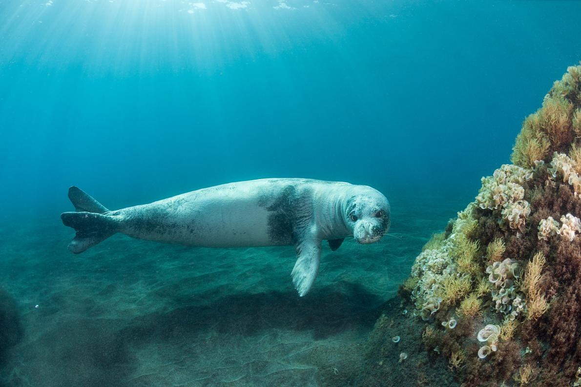 世界で最も希少な地中海アザラシ かつての監獄島で生き残る ナショナルジオグラフィック日本版サイト