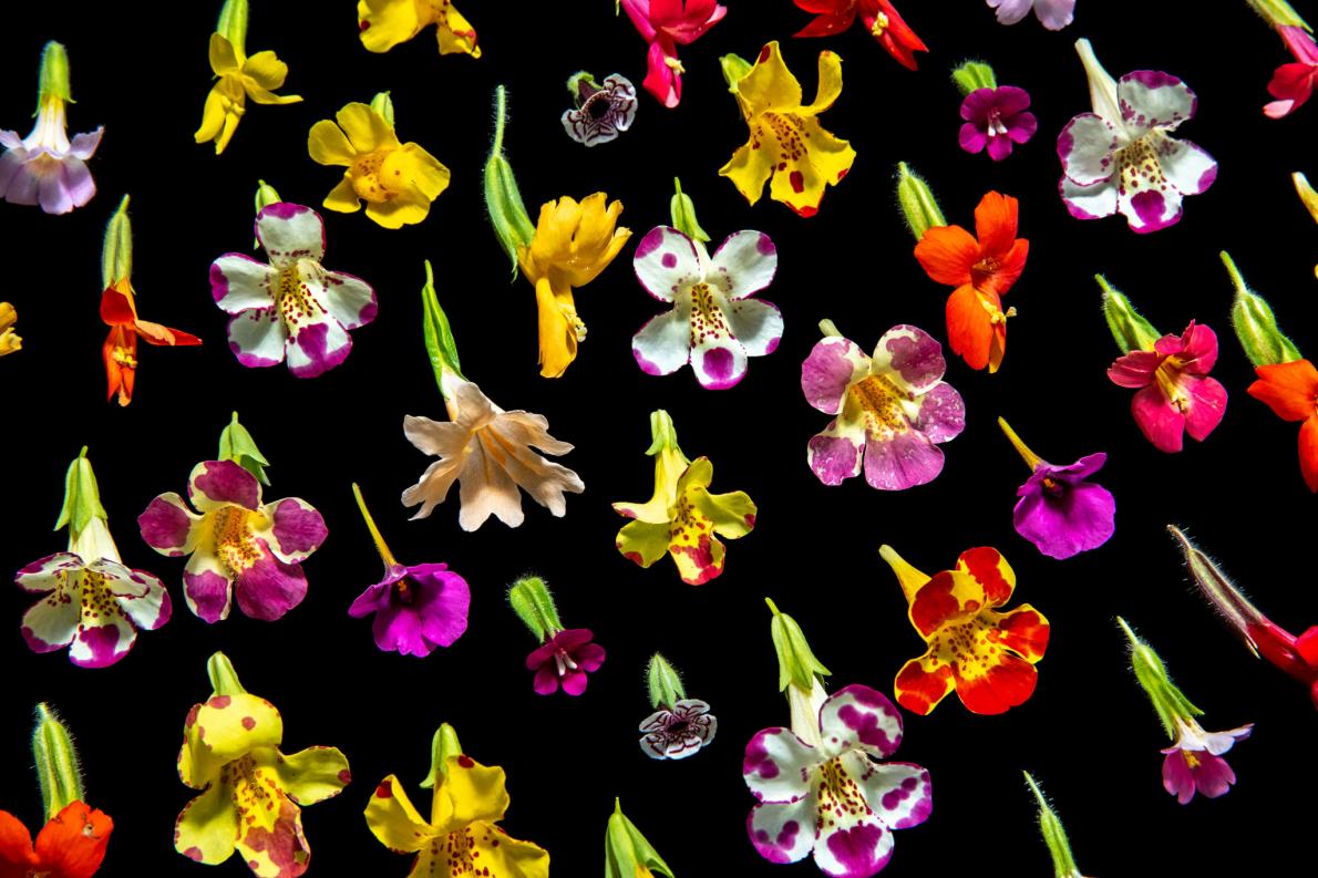再評価される天才数学者 ミゾホオズキの花びら 模様の謎 ナショナルジオグラフィック日本版サイト