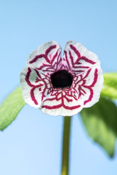 再評価される天才数学者 ミゾホオズキの花びら 模様の謎 ナショナルジオグラフィック日本版サイト 再評価される天才数学者 ミゾホオズキの花びら 模様の謎 ナショナルジオグラフィック日本版サイト