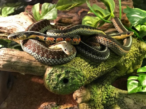 ヘビも友達をつくる 動物の友情 に新研究 ナショナルジオグラフィック日本版サイト