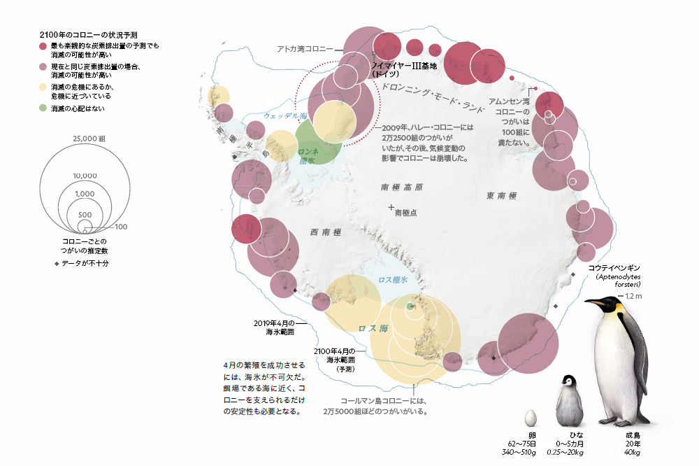 コウテイペンギン 氷とともに消える運命 ナショナルジオグラフィック日本版サイト
