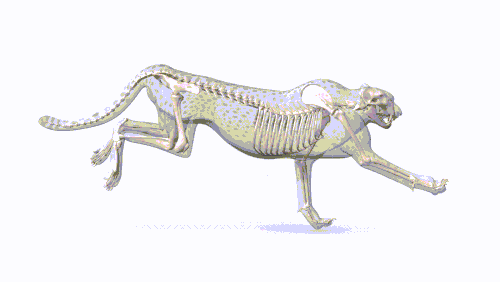 ただ今、移動中です~これだけ違う動物たちの動きナショナルジオグラフィック日本版サイト
