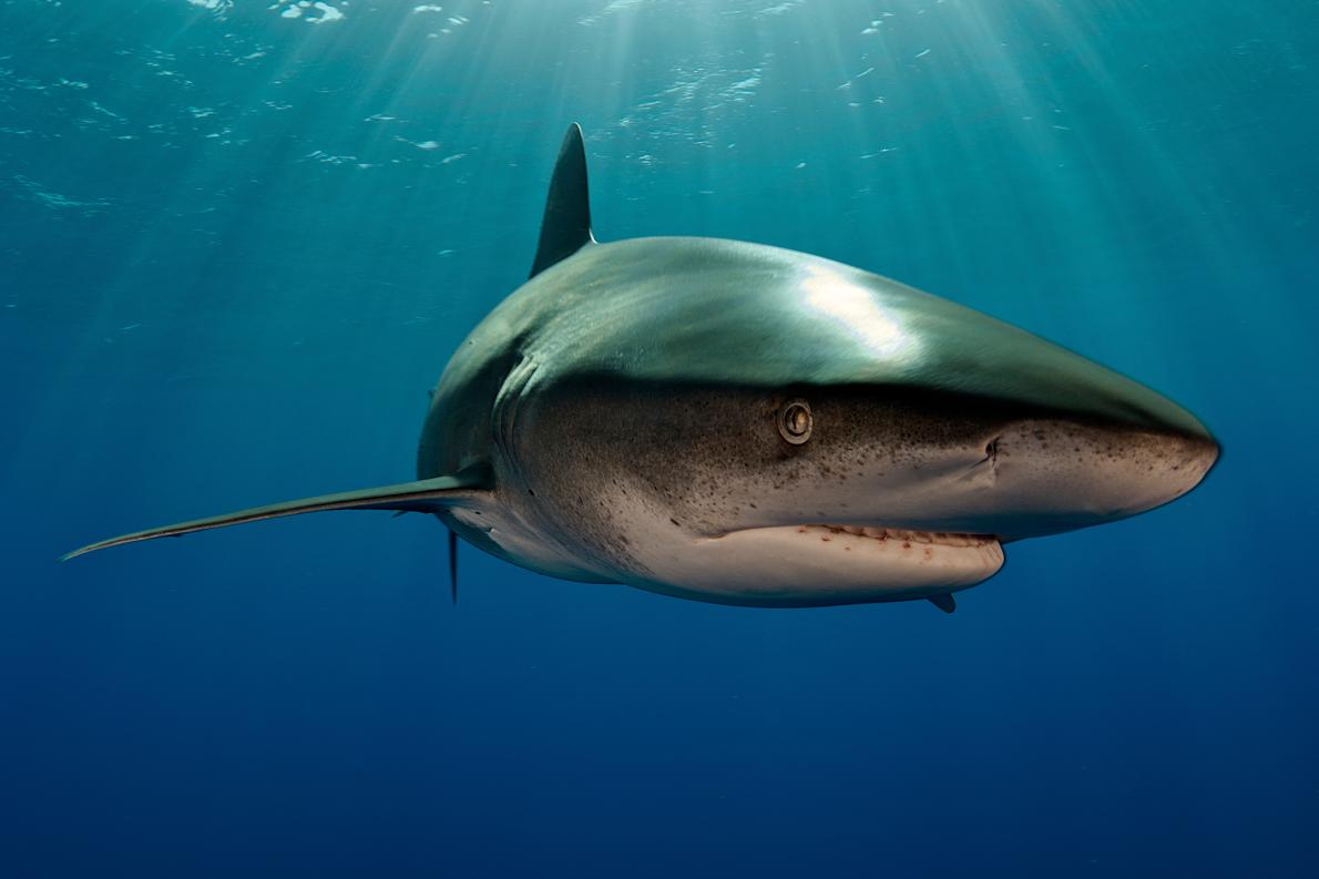 サメと巨大イカが対決 初の証拠 前代未聞 ナショナルジオグラフィック日本版サイト