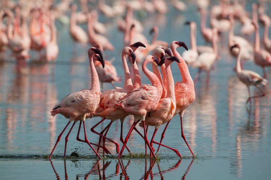 フラミンゴ ピンク色が濃いほど攻撃的 最新研究 ナショナル ジオグラフィック日本版サイト