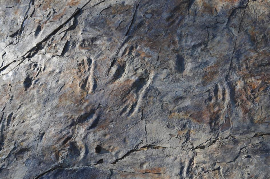 二足歩行のワニの足跡発見 1 1億年前の新種 韓国 ナショナルジオグラフィック日本版サイト