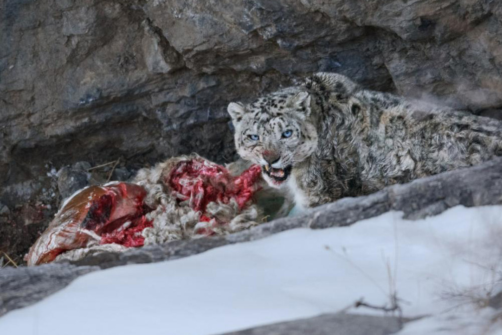 峡谷の村で出会った ユキヒョウ ナショナル ジオグラフィック日本版サイト