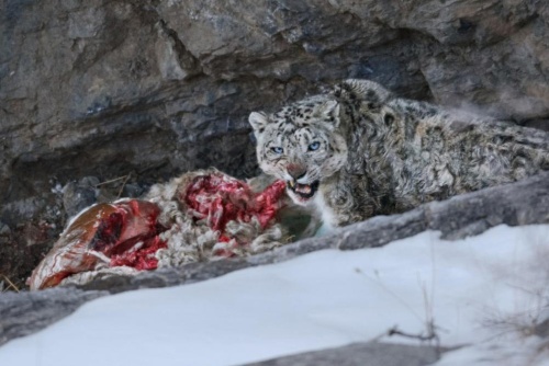 峡谷の村で出会った ユキヒョウ ナショナル ジオグラフィック日本版サイト 峡谷の村で出会った ユキヒョウ ナショナル ジオグラフィック日本版サイト