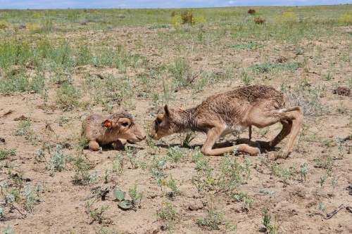 大量死で絶滅危機のサイガに朗報 ベビーブーム到来 ナショナルジオグラフィック日本版サイト 大量死で絶滅危機のサイガに朗報 ベビーブーム到来 ナショナルジオグラフィック日本版サイト