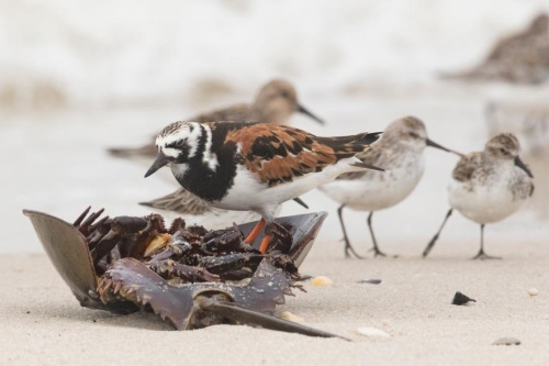 コロナワクチンでカブトガニに危機 保護活動家らが危惧 ナショナルジオグラフィック日本版サイト コロナワクチンでカブトガニに危機 保護活動家らが危惧 ナショナルジオグラフィック日本版サイト