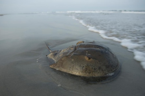 コロナワクチンでカブトガニに危機 保護活動家らが危惧 ナショナルジオグラフィック日本版サイト コロナワクチンでカブトガニに危機 保護活動家らが危惧 ナショナルジオグラフィック日本版サイト