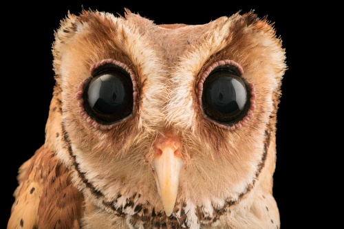 このフクロウは目を閉じても物が見える どういうこと ナショナルジオグラフィック日本版サイト このフクロウは目を閉じても物が見える どういうこと ナショナルジオグラフィック日本版サイト