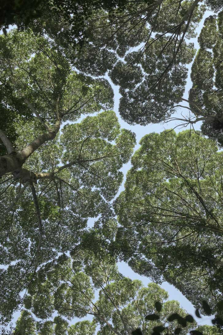 木々の隙間は 社会的距離戦略 かもしれない ナショナルジオグラフィック日本版サイト
