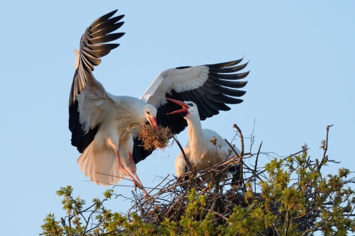 604年ぶり コウノトリが英国で営巣 ひな誕生 ナショナルジオグラフィック日本版サイト