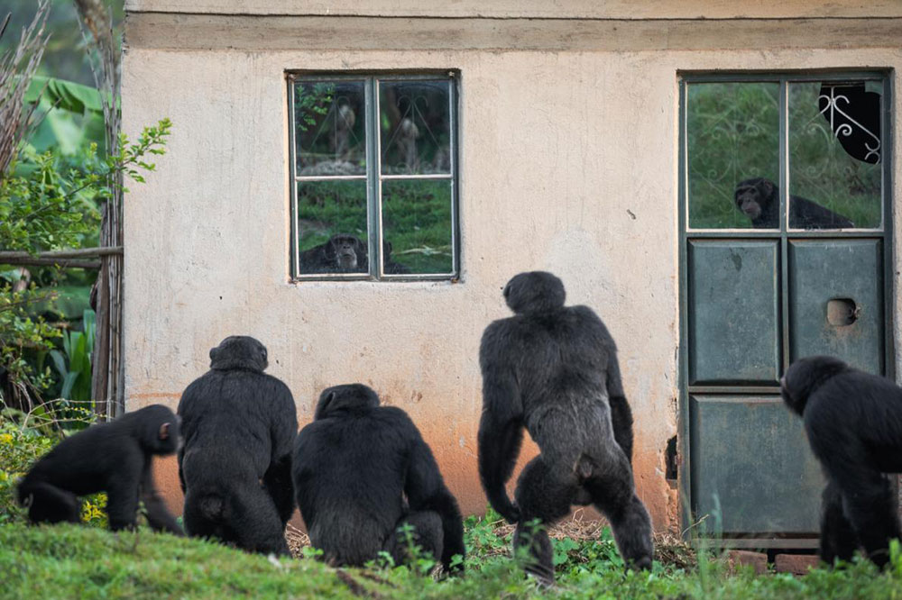 チンパンジーにおびえる日々 ナショナルジオグラフィック日本版サイト