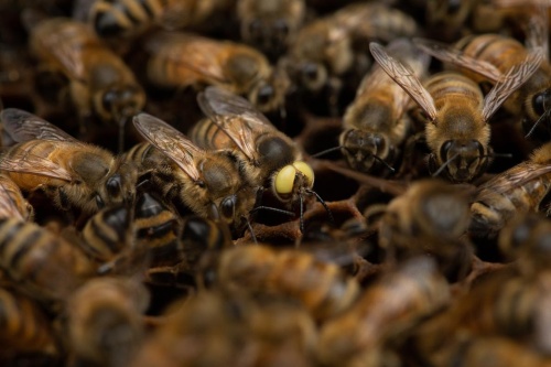 黄色い目のミツバチが見つかる きわめてレア ナショナルジオグラフィック日本版サイト 黄色い目のミツバチが見つかる きわめてレア ナショナルジオグラフィック日本版サイト