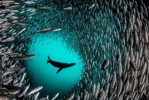 原始の海を守る その先に ナショナルジオグラフィック日本版サイト