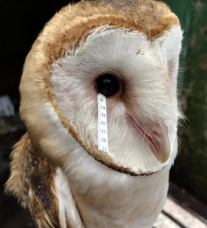 ワニやフクロウの涙は人間とどう違うのか 研究 ナショナルジオグラフィック日本版サイト