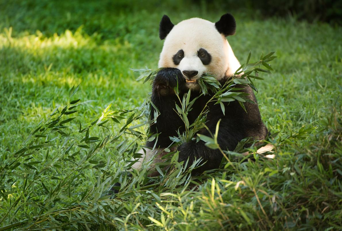 米動物園でパンダの赤ちゃんが誕生 待ち受ける試練とは ナショナルジオグラフィック日本版サイト