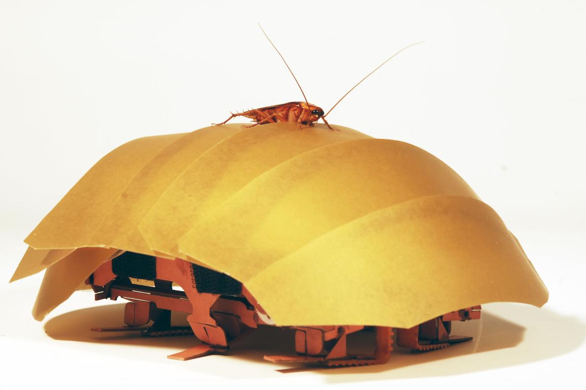 動画 3ミリの隙間をすり抜ける ゴキブリ驚異の能力 ナショナル ジオグラフィック日本版サイト