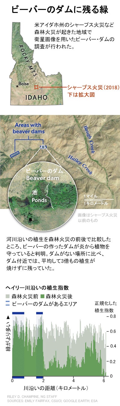 ビーバーのいる森は火災に強い 研究 ナショナルジオグラフィック日本版サイト